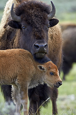 Bison (Bison bison) cow and calf, Yellowstone National Park, Wyoming, United States of America, North America 