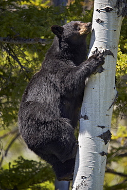 Black Bear (Ursus americanus) sow climbing a tree, Yellowstone National Park, Wyoming, United States of America, North America 