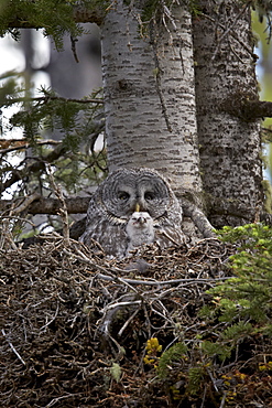 Great gray owl (great grey owl) (Strix nebulosa) female and 8-day-old chick, Yellowstone National Park, Wyoming, United States of America, North America 