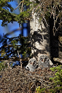 Great gray owl (great grey owl) (Strix nebulosa) chicks, one 25 and one between 22 and 24 days old, Yellowstone National Park, Wyoming, United States of America, North America 