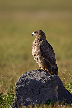 Tawny eagle (Aquila rapax), Ngorongoro Crater, Tanzania, East Africa, Africa