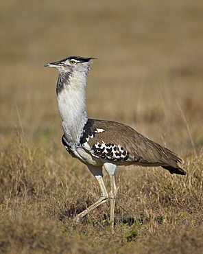 Male Kori bustard (Ardeotis kori) displaying, Ngorongoro Crater, Tanzania, East Africa, Africa