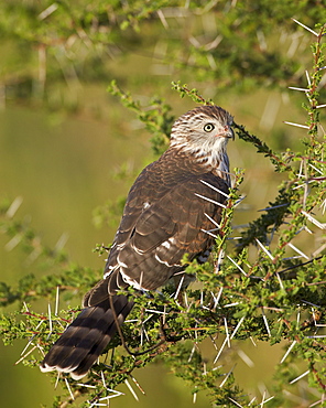 Immature Gabar goshawk (Micronisus gabar), Serengeti National Park, Tanzania, East Africa, Africa