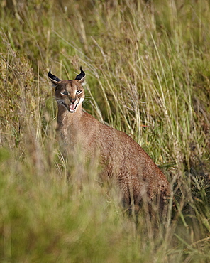 Caracal (Caracal caracal) calling her cub, Serengeti National Park, Tanzania, East Africa, Africa