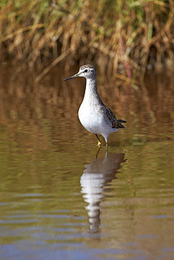 Wood sandpiper (Tringa glareola), Serengeti National Park, Tanzania, East Africa, Africa