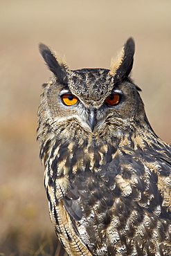 Eurasian eagle owl (Bubu bubo) in captivity, Boulder County, Colorado, United States of America, North America