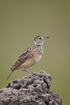 Rufous-naped lark (Mirafra africana), Serengeti National Park, Tanzania, East Africa, Africa