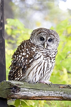 Barred owl (Strix varia) on fence, in captivity, Boulder County, Colorado, United States of America, North America