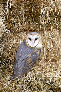 Barn owl (Tyto alba) in captivity on hay bales, Boulder County, Colorado, United States of America, North America