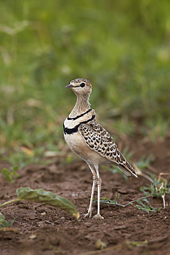 Two-banded courser (double-banded courser) (Rhinoptilus africanus), Serengeti National Park, Tanzania, East Africa, Africa