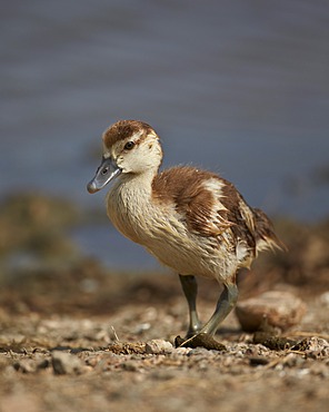 Egyptian goose (Alopochen aegyptiacus) gosling, Serengeti National Park, Tanzania, East Africa, Africa