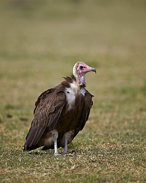 Hooded vulture (Necrosyrtes monachus), Serengeti National Park, Tanzania, East Africa, Africa