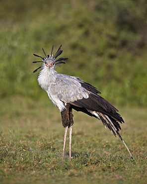 Secretarybird (Sagittarius serpentarius), Serengeti National Park, Tanzania, East Africa, Africa