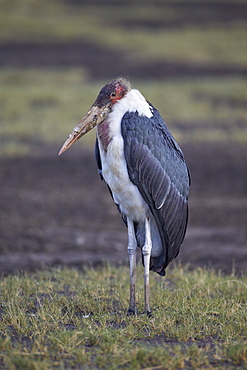 Marabou stork (Leptoptilos crumeniferus), Serengeti National Park, Tanzania, East Africa, Africa