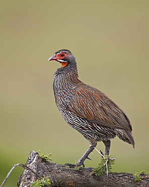 Grey-breasted spurfowl (gray-breasted spurfowl) (grey-breasted francoli) (gray-breasted francolin) (Francolinus rufopictus), Serengeti National Park, Tanzania, East Africa, Africa