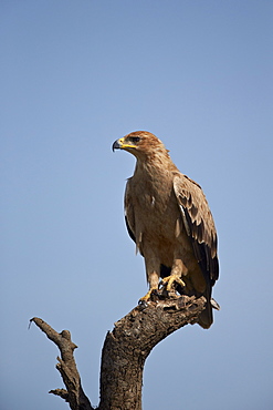 Tawny eagle (Aquila rapax), Serengeti National Park, Tanzania, East Africa, Africa