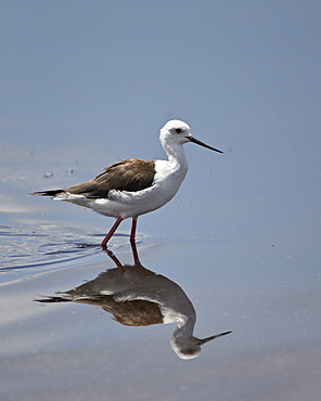 Black-winged stilt (Himantopus himantopus), Serengeti National Park, Tanzania, East Africa, Africa