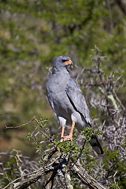 Southern pale chanting goshawk (Melierax canorus), Mountain Zebra National Park, South Africa, Africa 