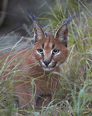 Caracal (Caracal caracal), Mountain Zebra National Park, South Africa, Africa 