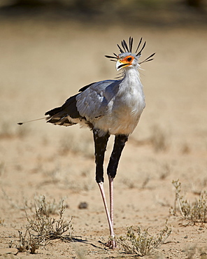 Secretarybird (Sagittarius serpentarius), Kgalagadi Transfrontier Park, encompassing the former Kalahari Gemsbok National Park, South Africa, Africa 