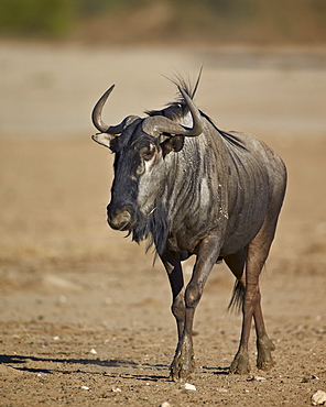 Blue wildebeest (brindled gnu) (Connochaetes taurinus), Kgalagadi Transfrontier Park, encompassing the former Kalahari Gemsbok National Park, South Africa, Africa 