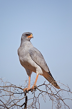 Southern pale chanting goshawk (Melierax canorus), Kgalagadi Transfrontier Park, encompassing the former Kalahari Gemsbok National Park, South Africa, Africa 
