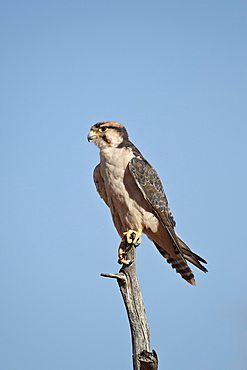 Lanner falcon (Falco biarmicus), Kgalagadi Transfrontier Park, encompassing the former Kalahari Gemsbok National Park, South Africa, Africa 