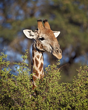 Cape giraffe (Giraffa camelopardalis giraffa) feeding, Kgalagadi Transfrontier Park, encompassing the former Kalahari Gemsbok National Park, South Africa, Africa 