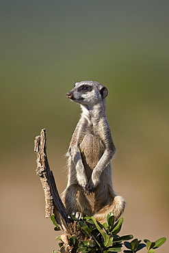 Meerkat (suricate) (Suricata suricatta), Addo Elephant National Park, South Africa, Africa