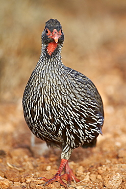 Red-necked spurfowl (red-necked francolin) (Francolinus afer) (Pternistes afer), Addo Elephant National Park, South Africa, Africa