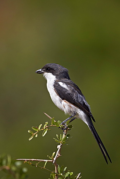 Female fiscal shrike (common fisca) (Lanius collaris), Addo Elephant National Park, South Africa, Africa