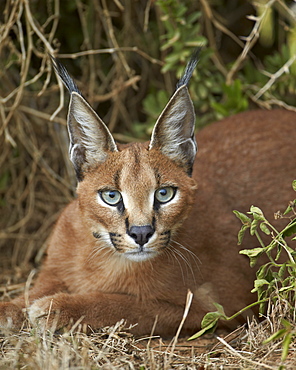 Caracal (Caracal caracal), Addo Elephant National Park, South Africa, Africa