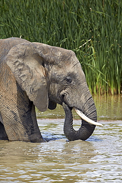 African elephant (Loxodonta africana) drinking, Addo Elephant National Park, South Africa, Africa