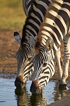 Two common zebra (plains zebra) (Burchell's zebra) (Equus burchelli) drinking, Addo Elephant National Park, South Africa, Africa