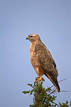 Steppe buzzard (common buzzard) (Buteo vulpinus or Buteo buteo vulpinus), Addo Elephant National Park, South Africa, Africa