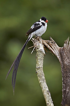 Male pin-tailed whydah (Vidua macroura), Addo Elephant National Park, South Africa, Africa