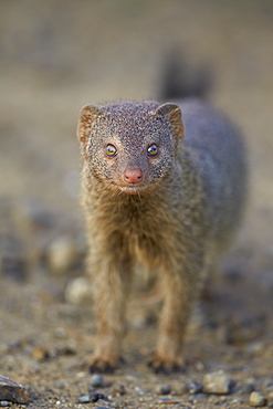 Slender mongoose (Galerella sanguinea), Imfolozi Game Reserve, South Africa, Africa