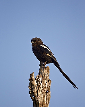 Long-tailed shrike (magpie shrike) (Corvinella melanoleuca), Kruger National Park, South Africa, Africa