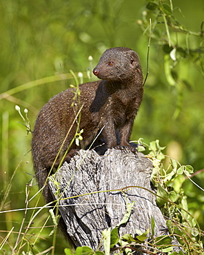 Dwarf mongoose (Helogale parvula), Kruger National Park, South Africa, Africa