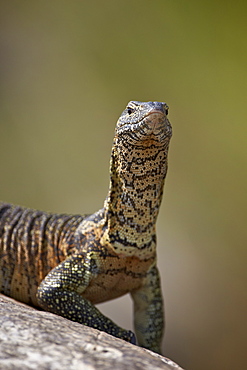 Water monitor (Varanus niloticus), Kruger National Park, South Africa, Africa