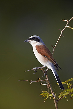 Red-backed shrike (Lanius collurio), Kruger National Park, South Africa, Africa