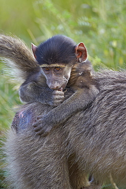 Infant Chacma baboon (Papio ursinus), Kruger National Park, South Africa, Africa