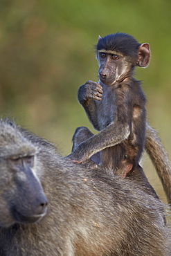 Infant Chacma baboon (Papio ursinus) riding on its mother's back, Kruger National Park, South Africa, Africa