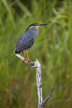 Green-backed heron (Butorides striatus), Kruger National Park, South Africa, Africa