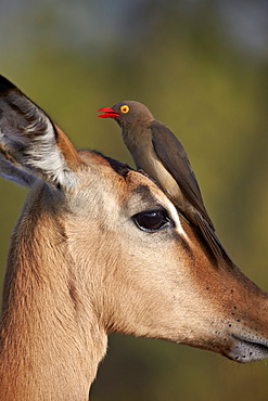 Red-Billed Oxpecker (Buphagus erythrorhynchus) on an Impala, Kruger National Park, South Africa