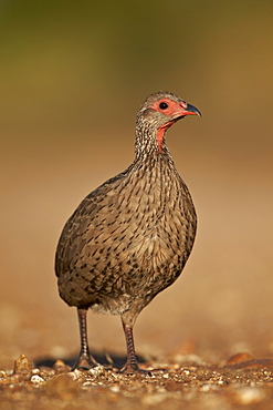 Red-Necked Spurfowl (Red-Necked Francolin) (Francolinus afer) (Pternistes afer), Kruger National Park, South Africa, Africa 