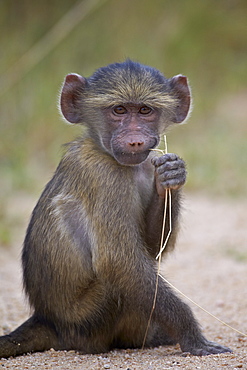 Young Chacma Baboon (Papio ursinus), Kruger National Park, South Africa, Africa 