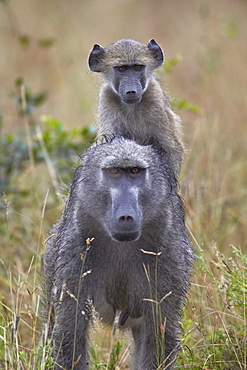 Young Chacma Baboon (Papio ursinus) riding on its mother's back, Kruger National Park, South Africa, Africa 