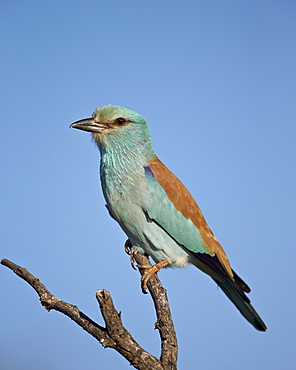 European Roller (Coracias garrulus), Kruger National Park, South Africa, Africa 