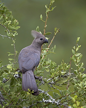 Grey Lourie (Go-Away Bird) (Corythaixoides concolor), Kruger National Park, South Africa, Africa 